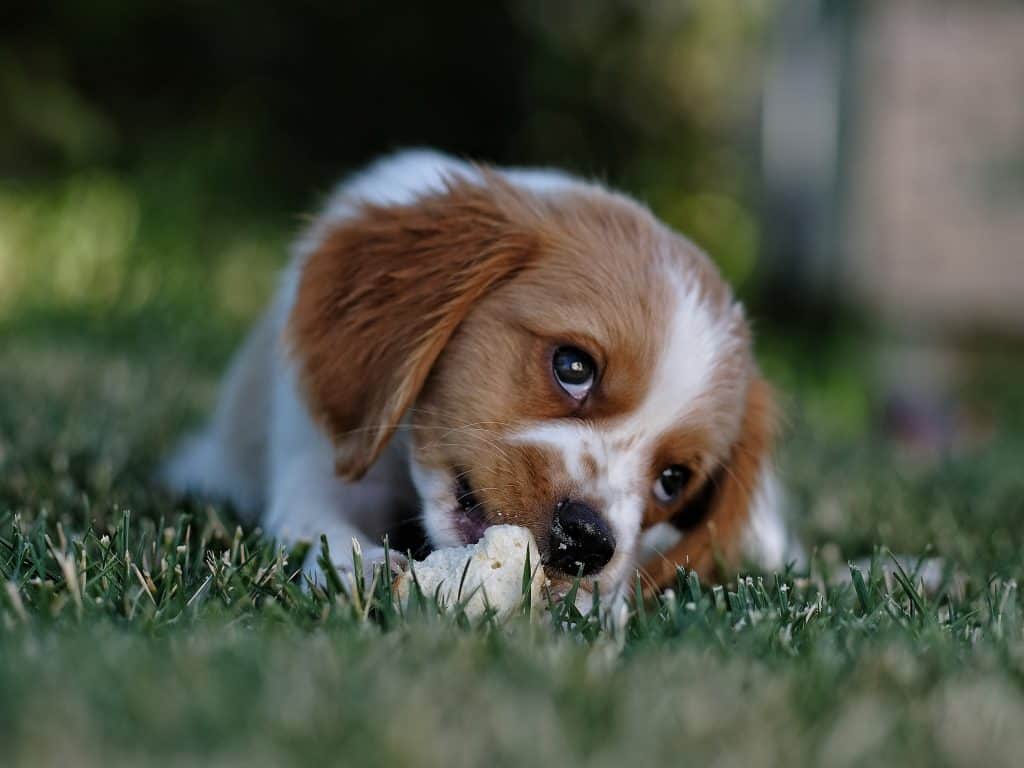 can puppies eat tortillas