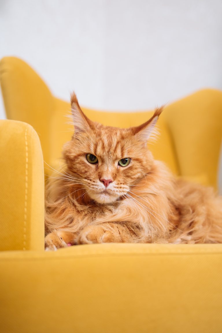 Ragdoll Maine Coon Mix A Perfect Combination of Grace and Size