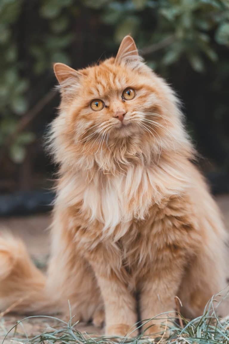 Ragdoll Maine Coon Mix A Perfect Combination of Grace and Size