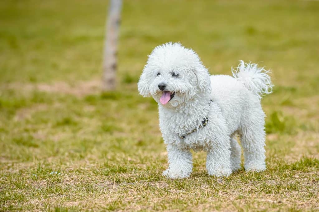 Best poodle breeders