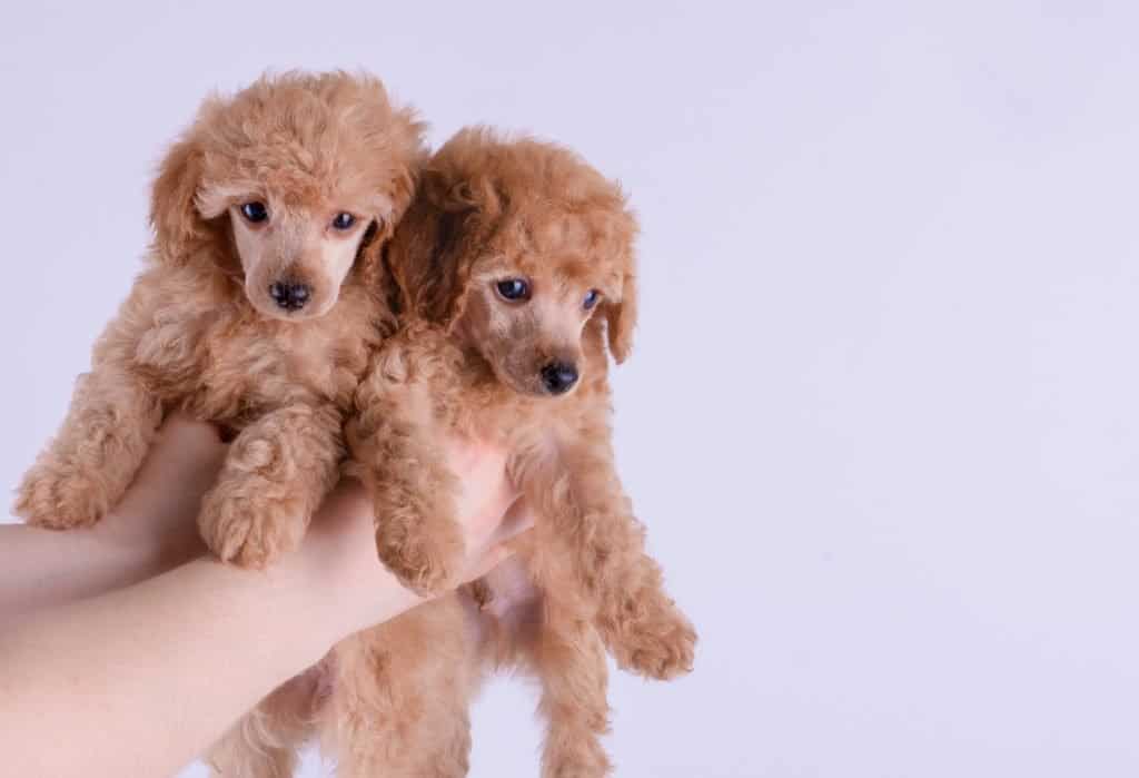 Best poodle breeders