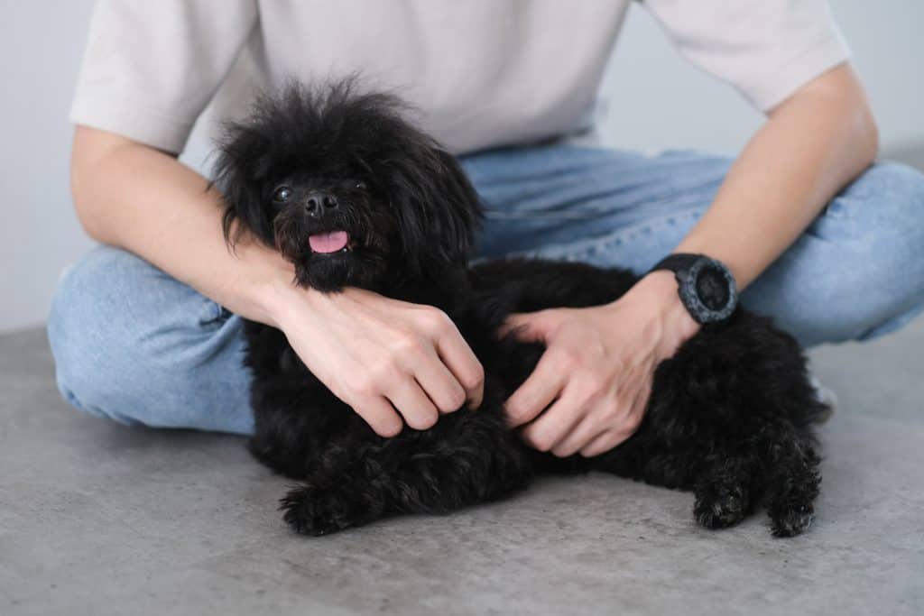 Best poodle breeders