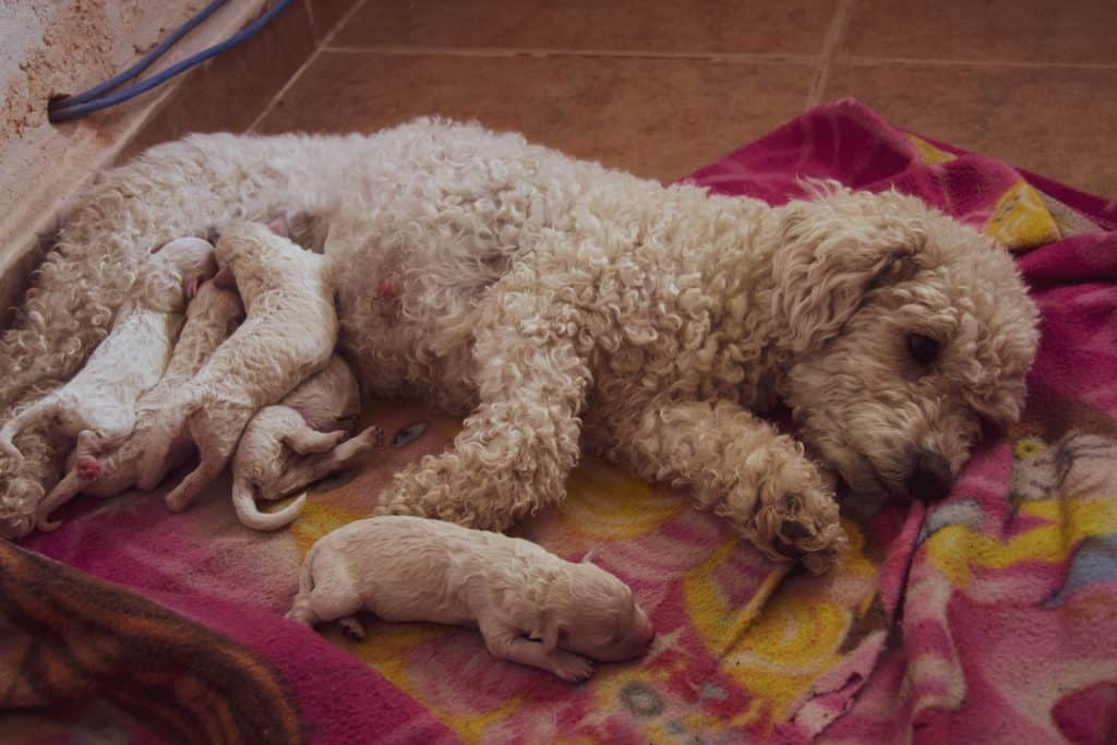 Best poodle breeders