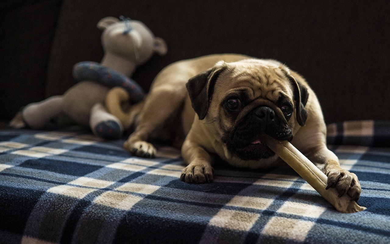 Pug with chew toy - pugs are prone to skin allergies that require specialized food
