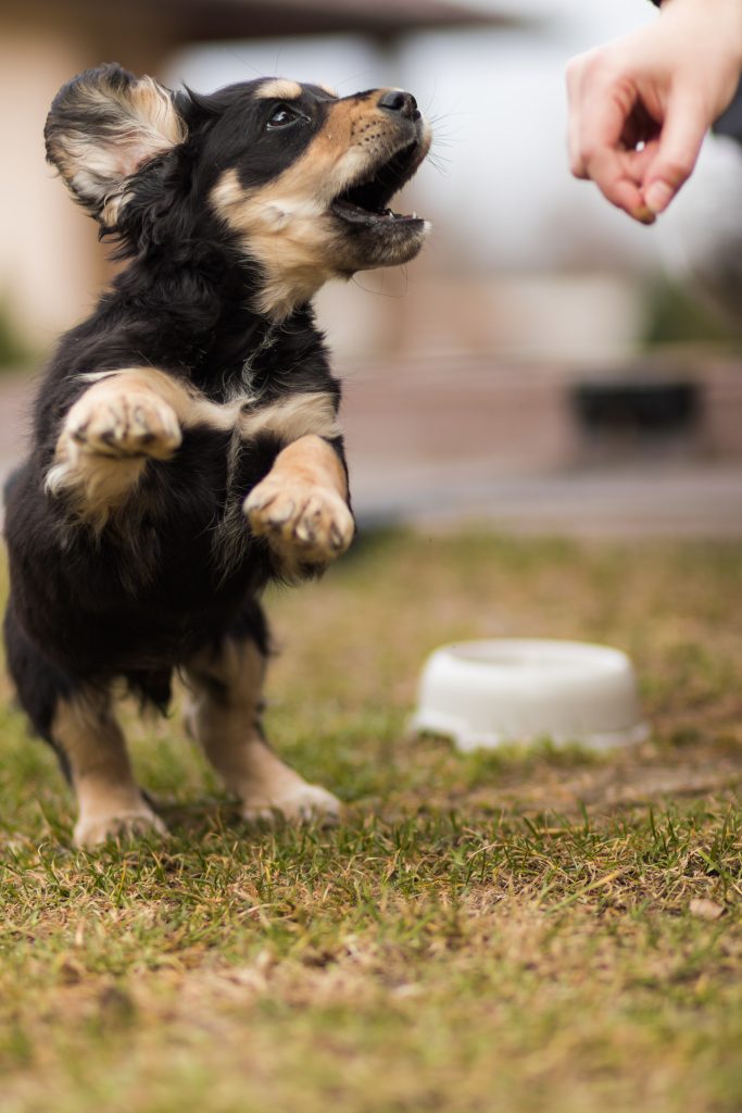 can puppy eat beef jerky