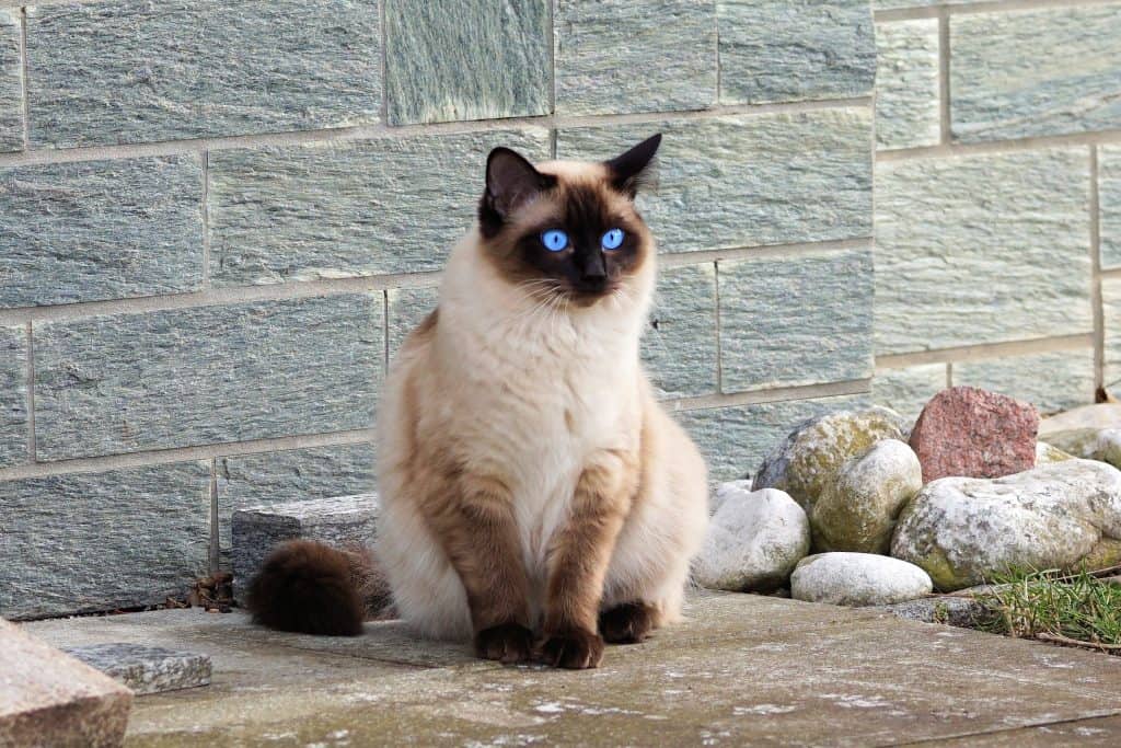 applehead siamese kittens