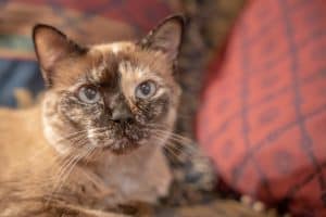 tortoiseshell siamese cat