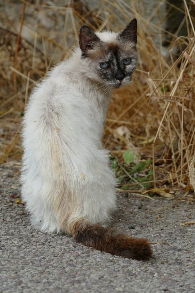 tortoiseshell siamese cat