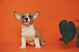 puppy leg shakes when sitting