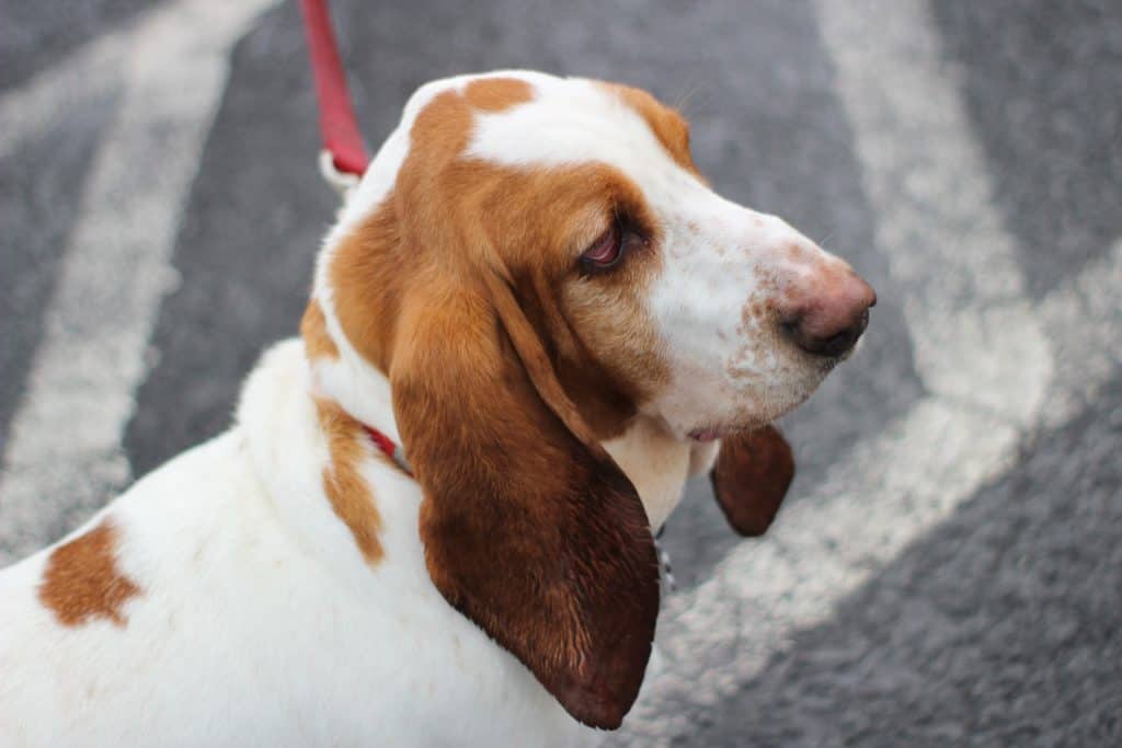 how much are basset hound puppies