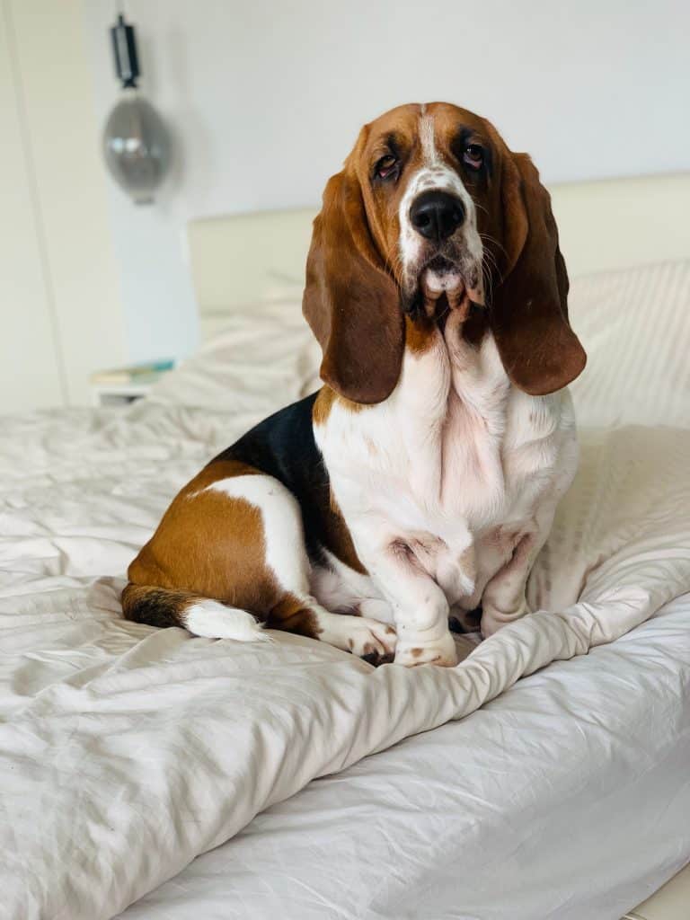 how much are basset hound puppies