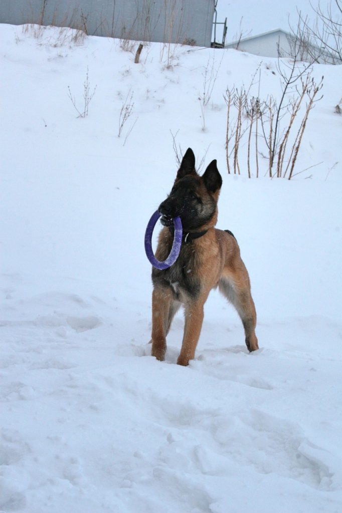 how many puppies can a belgian malinois have