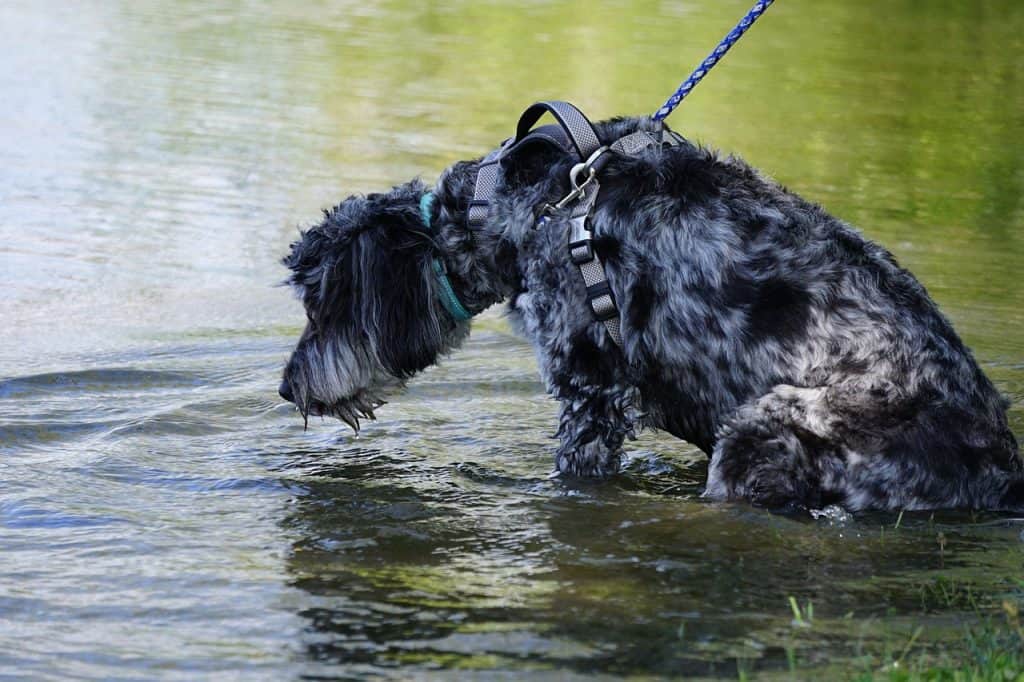 How Much is a Goldendoodle?