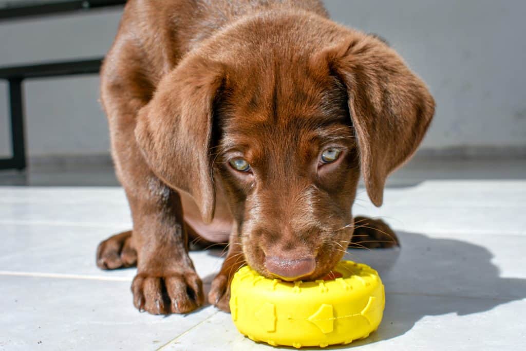 when do Labs shed their puppy coat