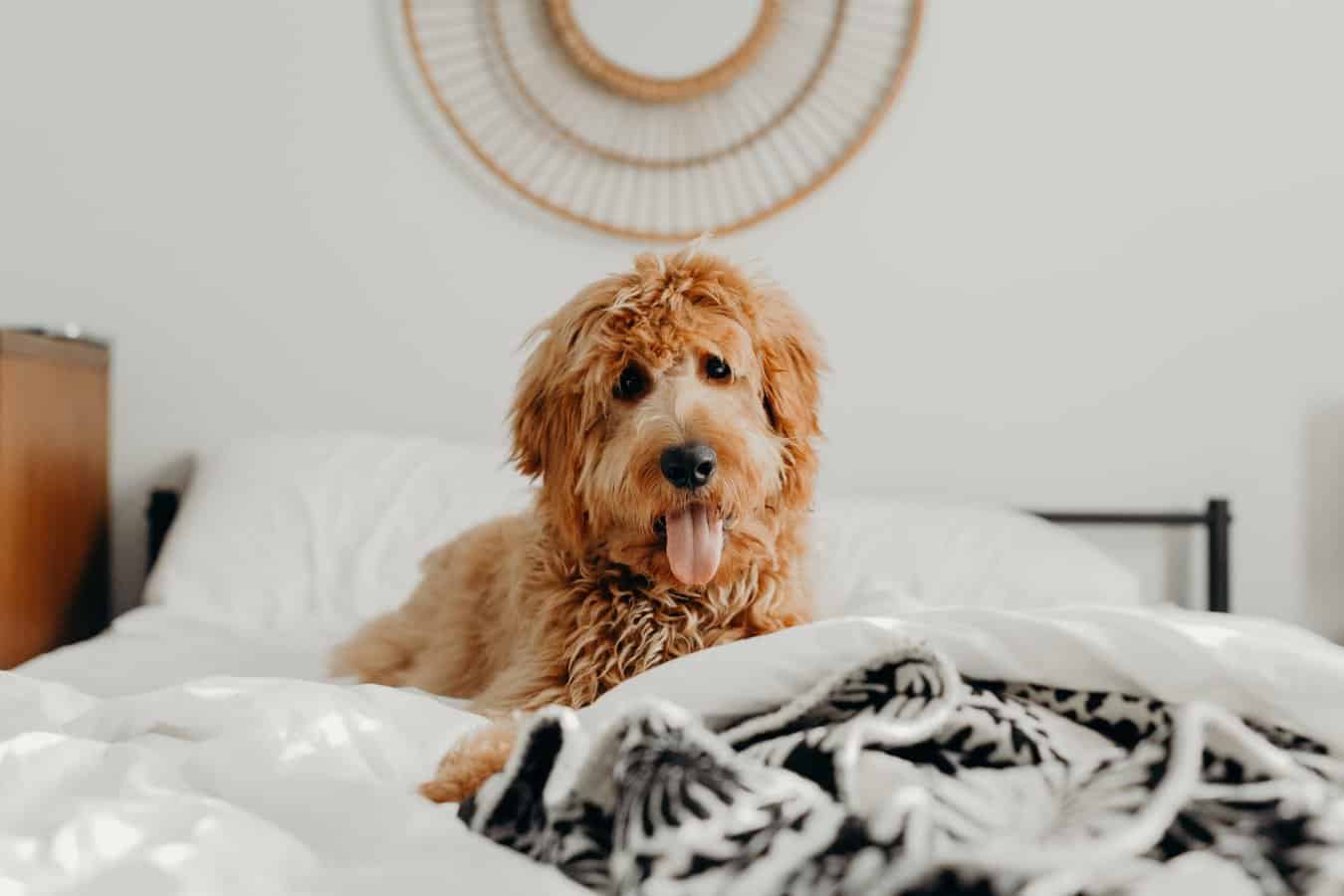 Goldendoodle lying comfortably at home during grooming routine