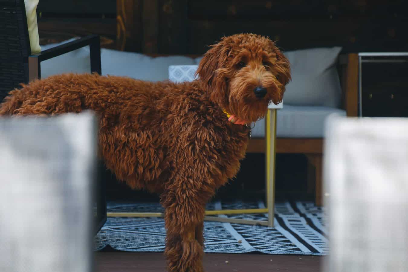 The Secrets of Goldendoodle Life Expectancy the Golden Guide