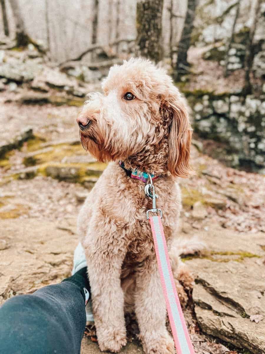 The Secrets of Goldendoodle Life Expectancy the Golden Guide