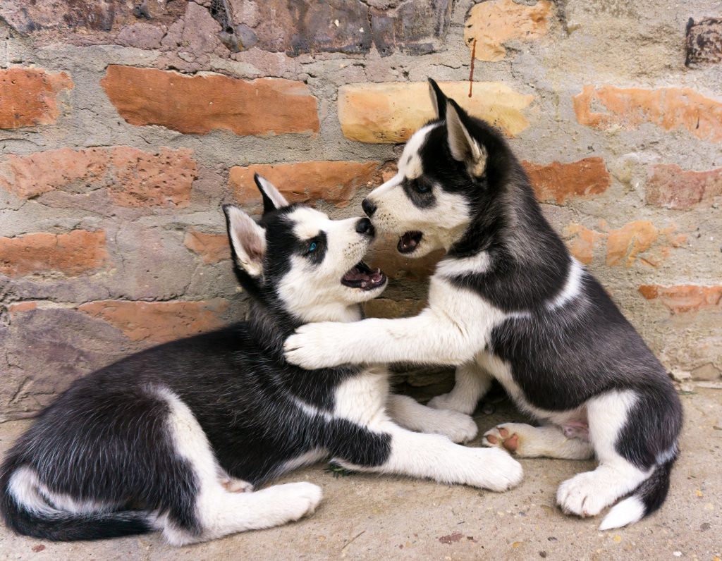 how to train a husky puppy