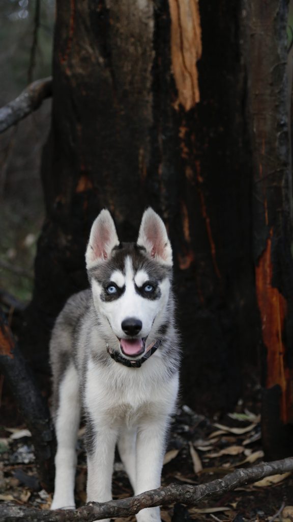 how to train a husky puppy