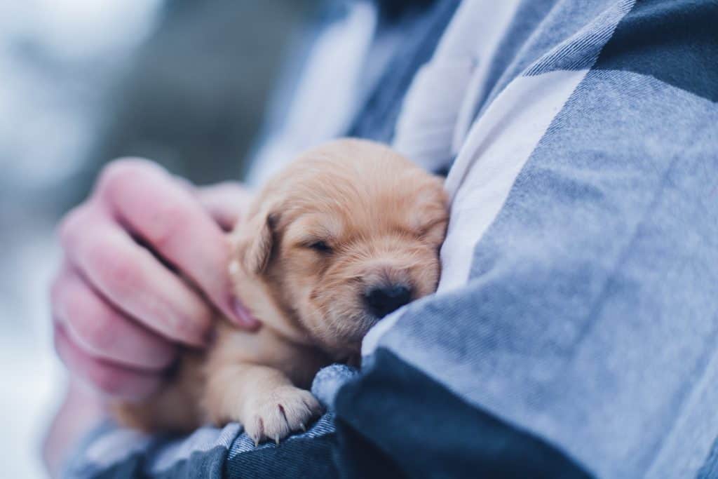 is it ok to take a puppy at 7 weeks