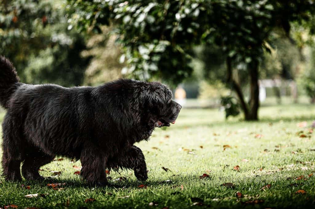 Newfoundland Poodle Mix