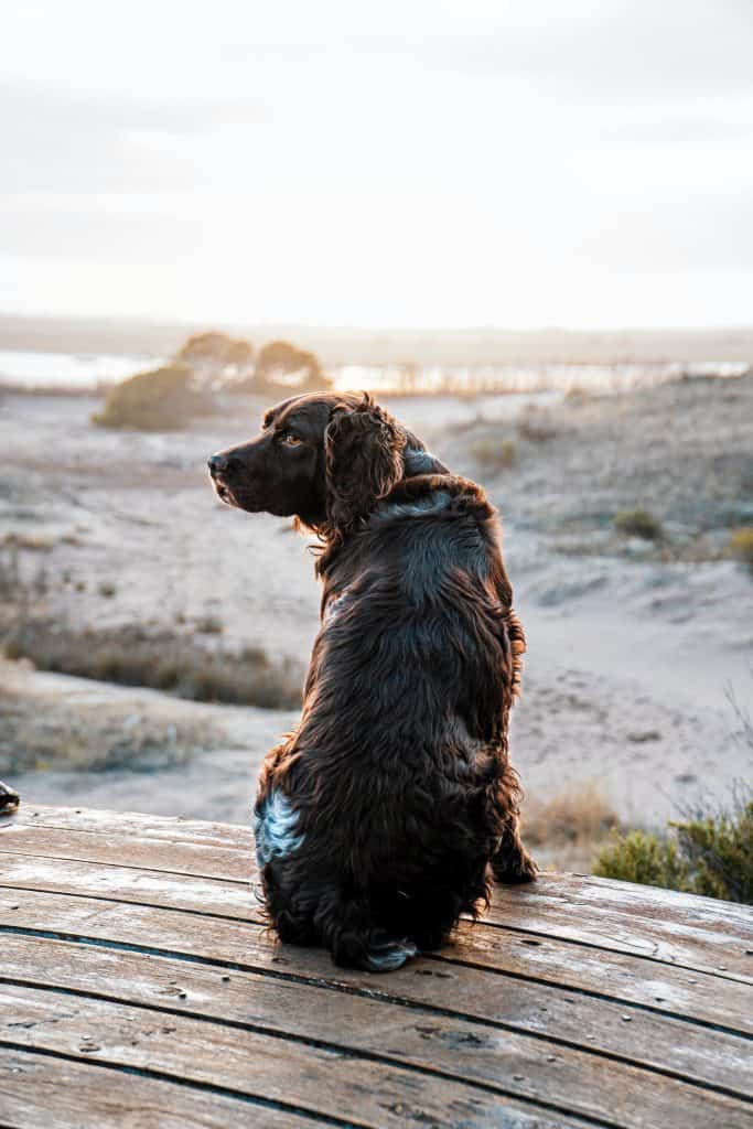 Newfoundland Poodle Mix