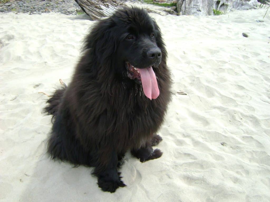 Newfoundland Poodle Mix