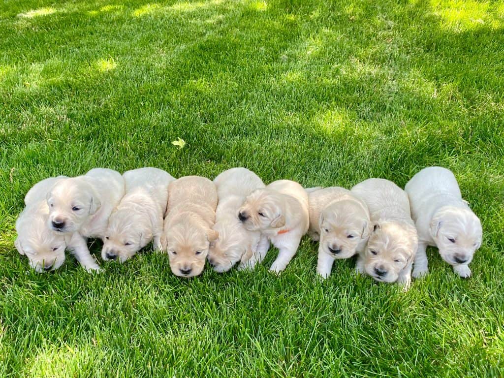 when do Labs shed their puppy coat