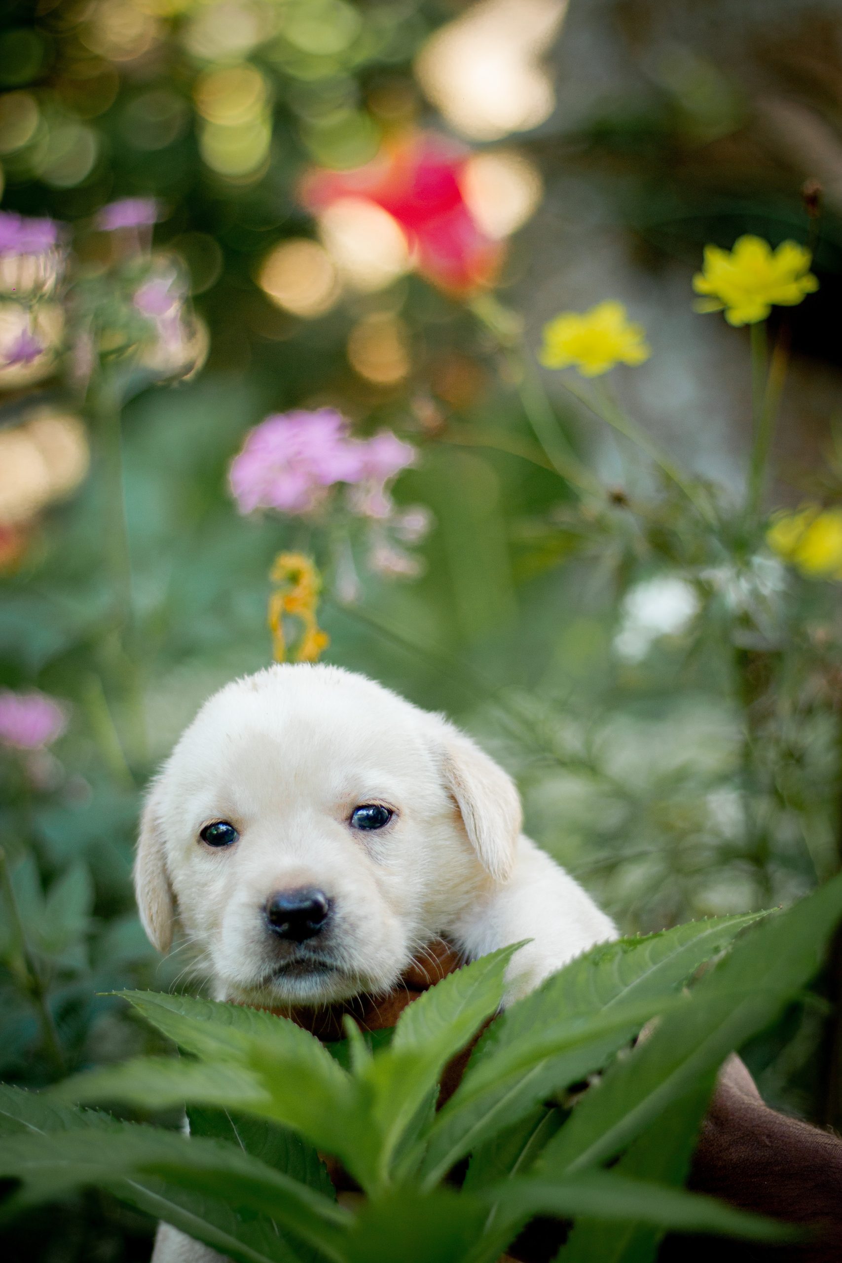 Puppy Coats When Do Labs Shed Their Puppy Coat And Transform Into puppy-coats-when-do-labs-shed-their-puppy-coat-and-transform-into