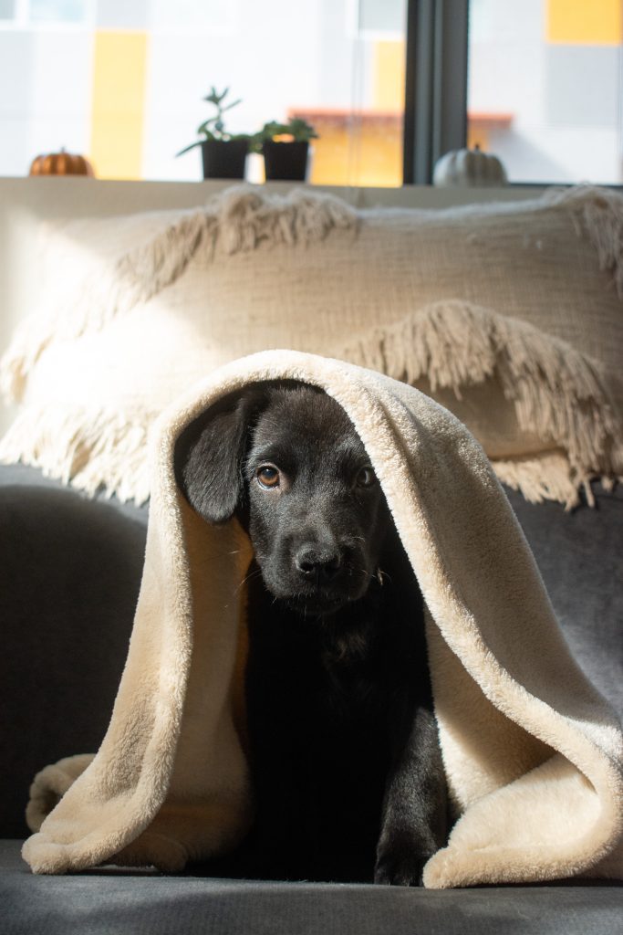 when do Labs shed their puppy coat