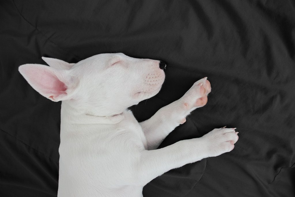8 Definitive Reasons Why Your Puppy Shivers When Falling Asleep