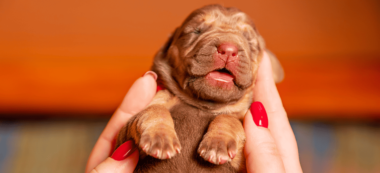 Unleash Your Curiosity How Much Does a Bloodhound Puppy Cost? BarkStory