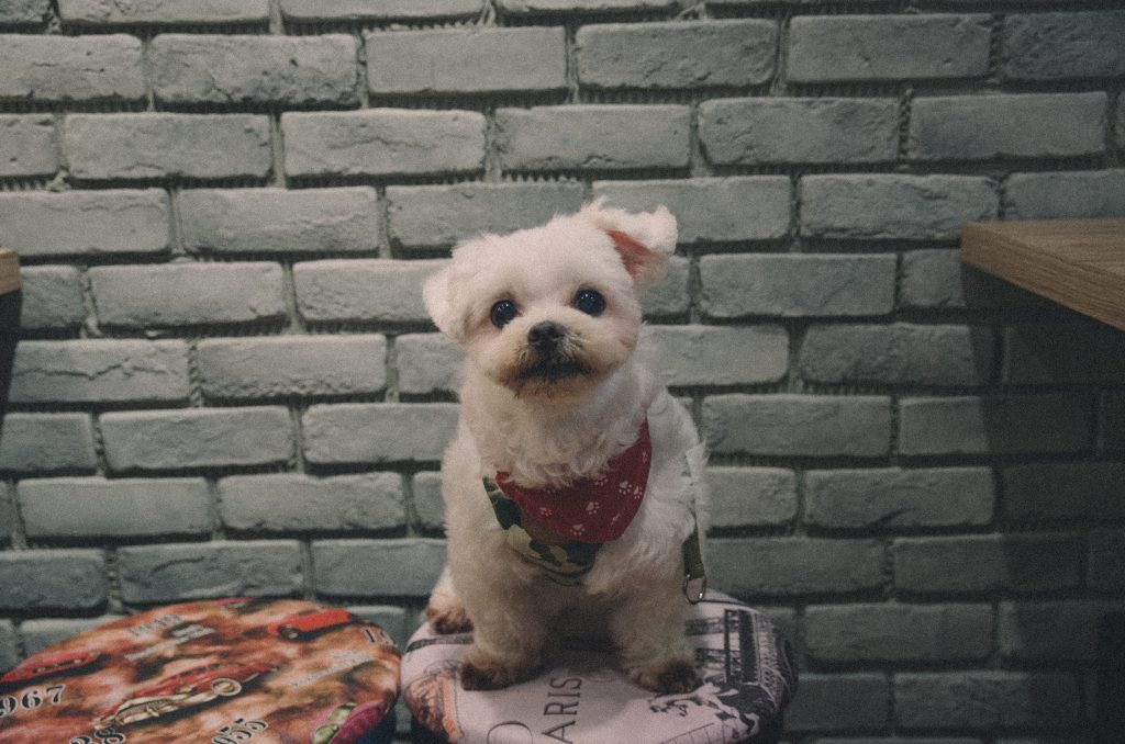 maltese yorkie poodle mix