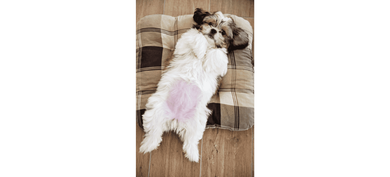 Puppy Belly 101 What Does A Normal Puppy Belly Look Like? BarkStory