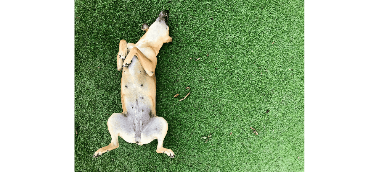 Puppy Belly 101 What Does A Normal Puppy Belly Look Like? BarkStory