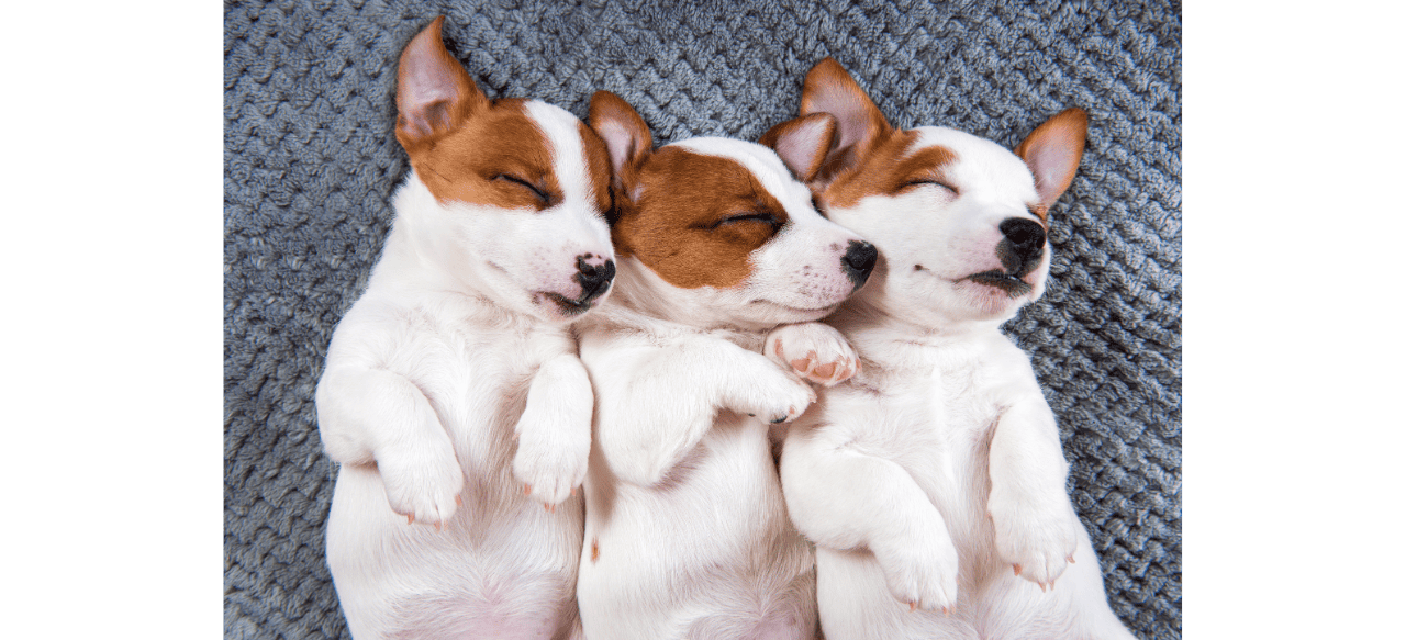Puppy Belly 101 What Does A Normal Puppy Belly Look Like? BarkStory
