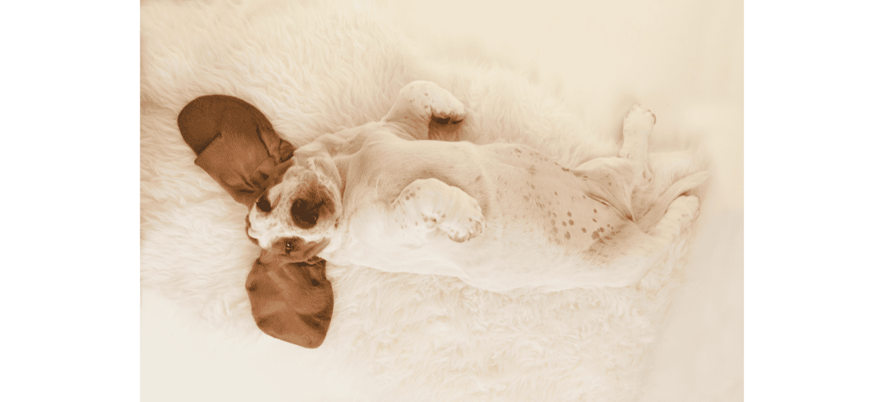 Puppy Belly 101 What Does A Normal Puppy Belly Look Like? BarkStory