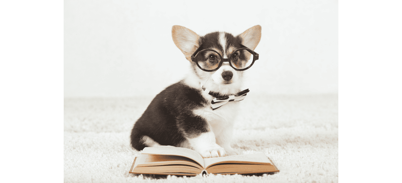 Unveiling the Mystery Why Does My Puppy Smell Like Metal? BarkStory