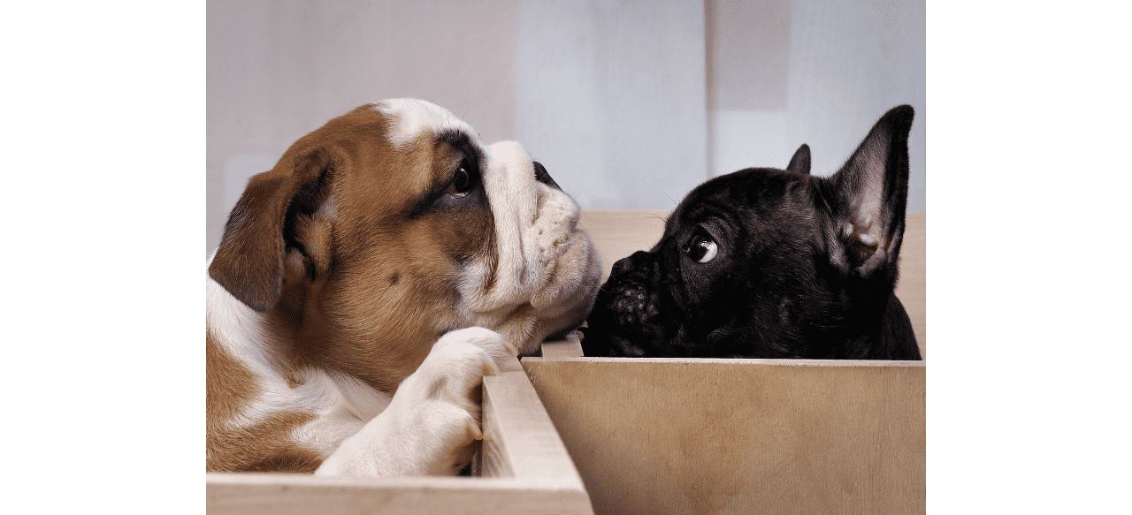 Unveiling the Mystery Why Does My Puppy Smell Like Metal? BarkStory