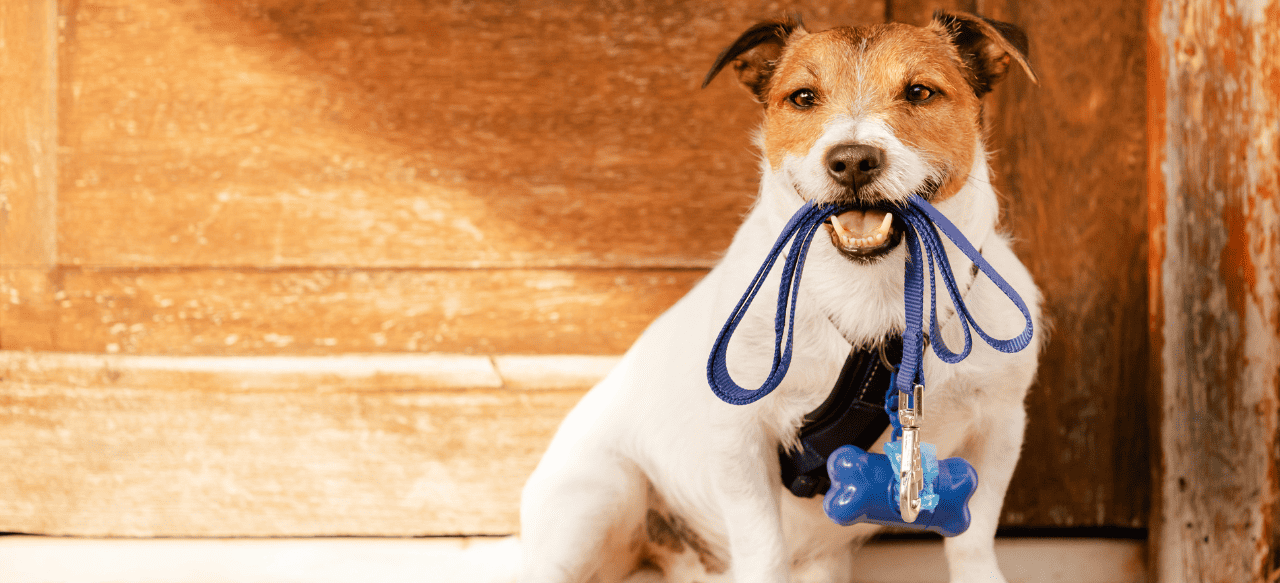 The Peculiar Pup Potty Predicament: Why Won't My Puppy Poop Outside ...