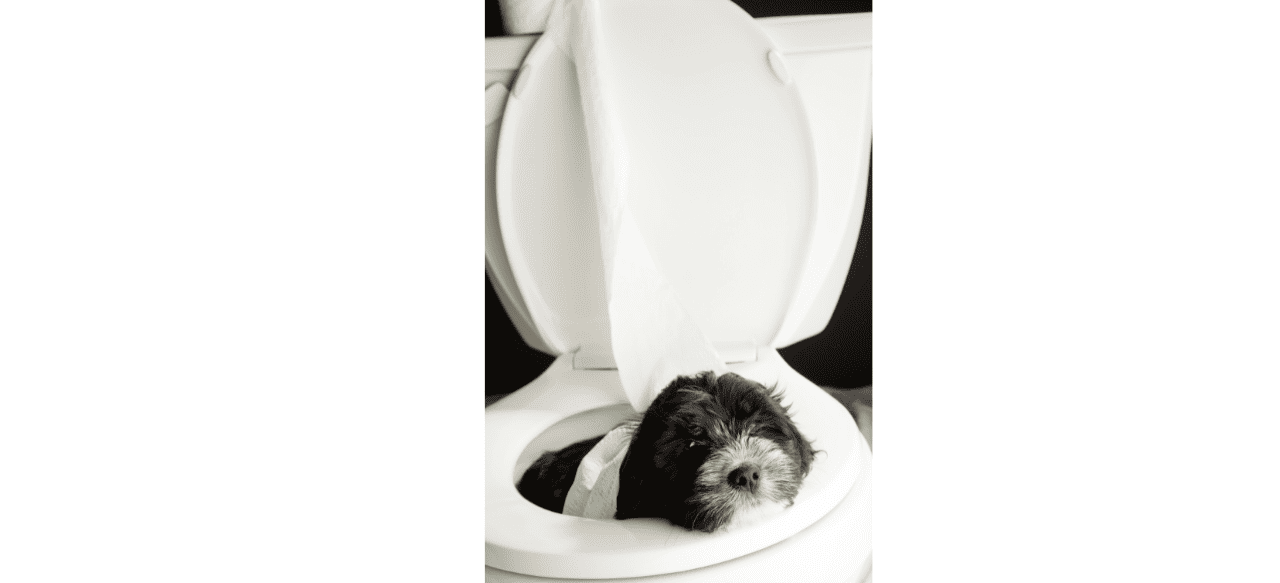 The Peculiar Pup Potty Predicament Why Won't My Puppy Poop Outside