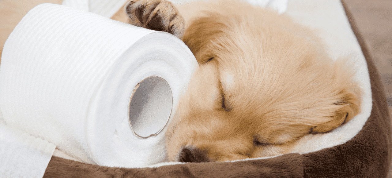 Why Is My Puppy Peeing Every 5 Minutes8 Common Reasons BarkStory