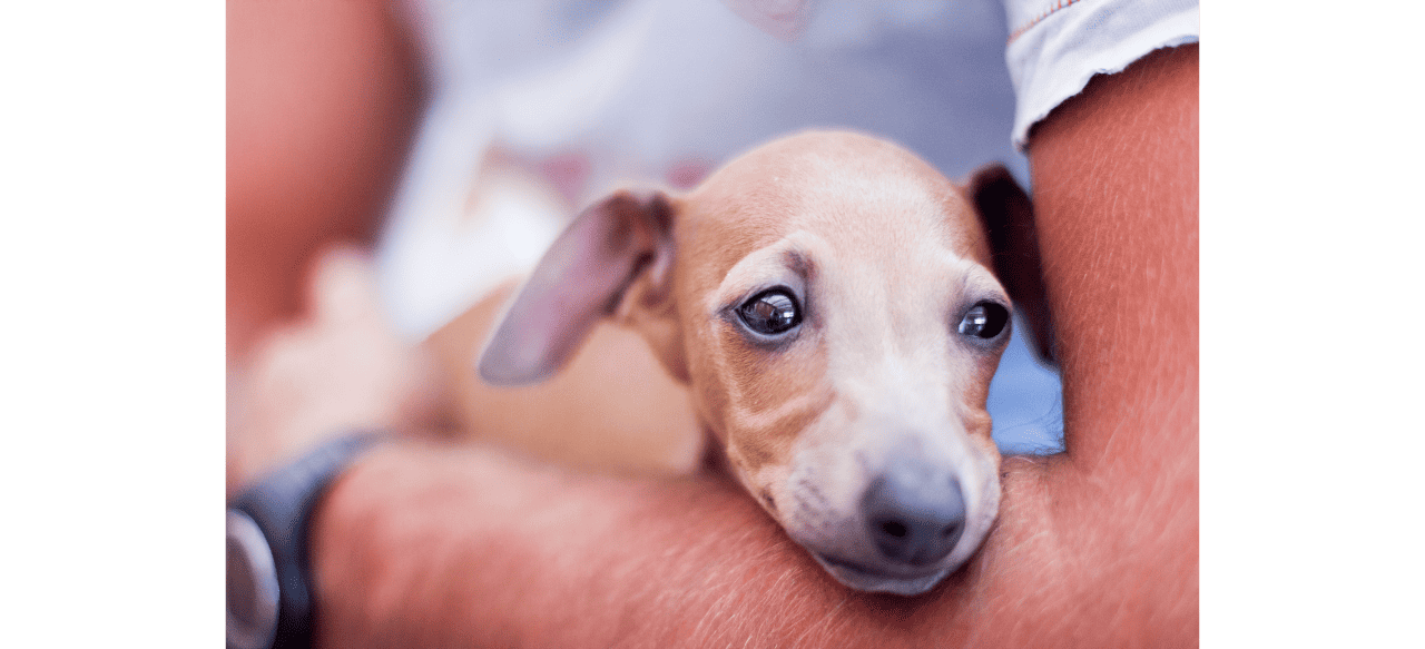 Unlocking the Joy How Much are Italian Greyhound Puppies? BarkStory