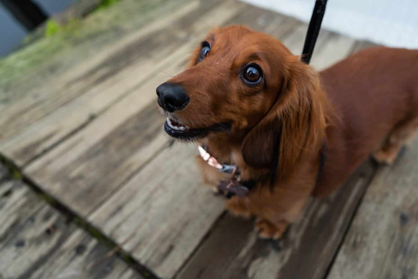 Dachshund in good health, the goal of ongoing back care and prevention