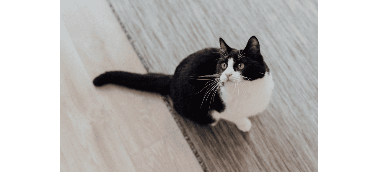 The Top 10 Reasons Why Tuxedo Maine Coon Mix Cats Are the Ultimate