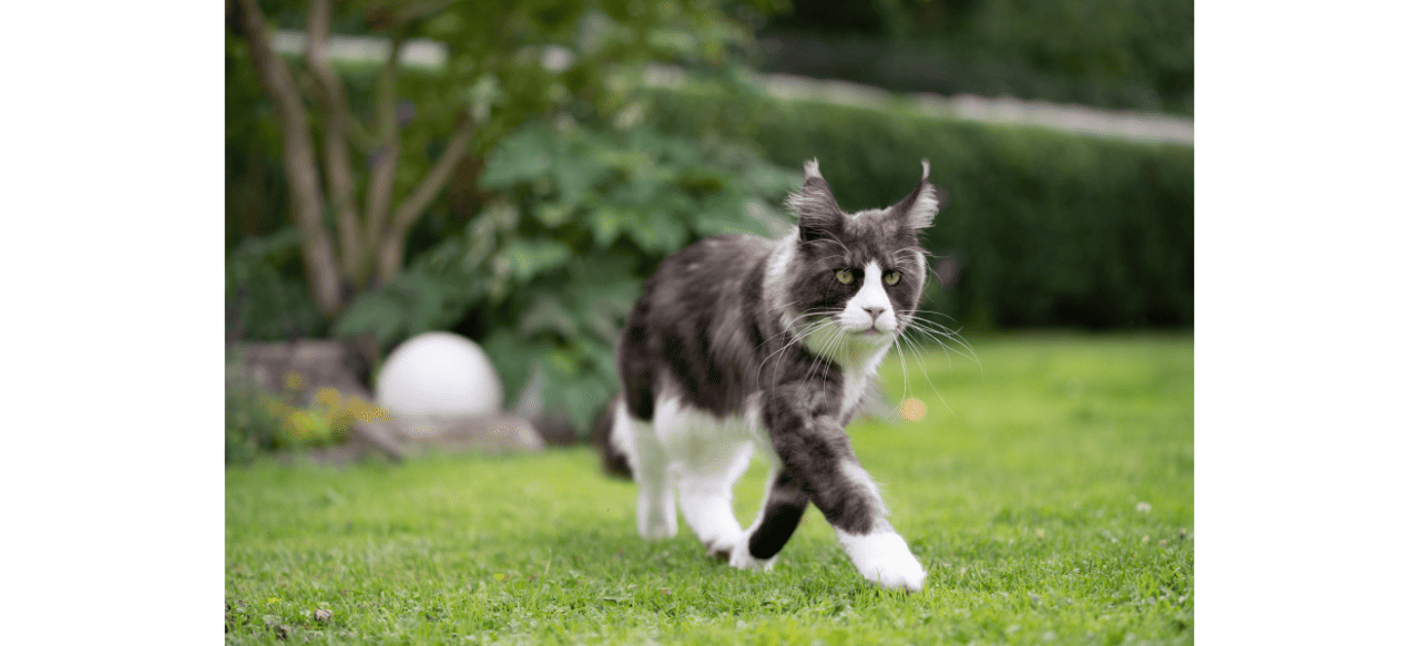 The Top 10 Reasons Why Tuxedo Maine Coon Mix Cats Are the Ultimate