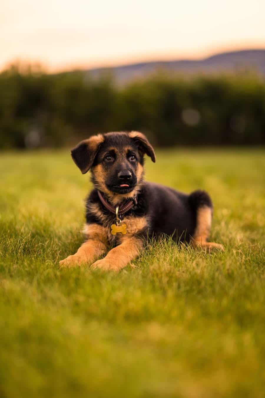 German Shepherd puppy near a dog crate during training