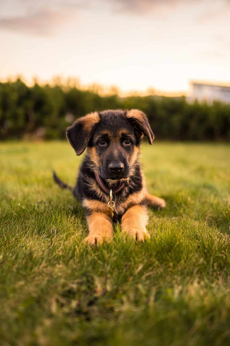 German Shepherd puppy looking curious near a dog crate