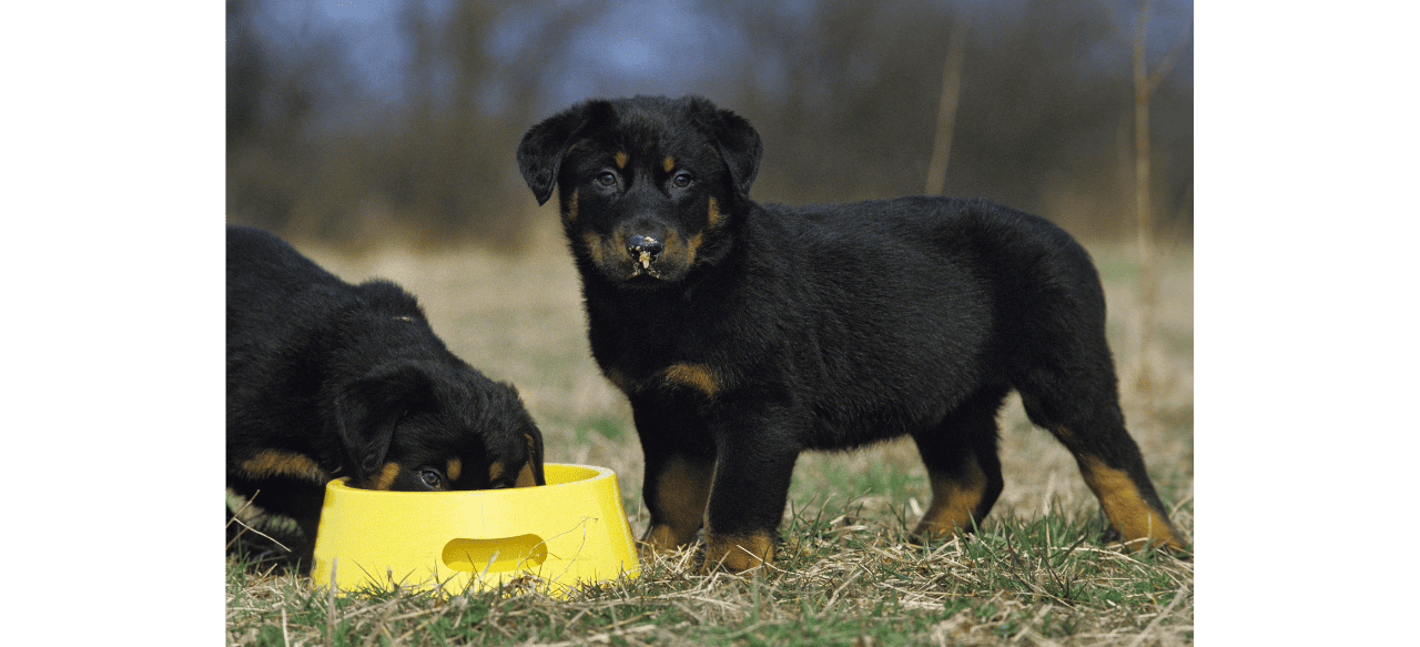 Puppy Palate Pleasers What to Feed a 5 Week Old Puppy BarkStory