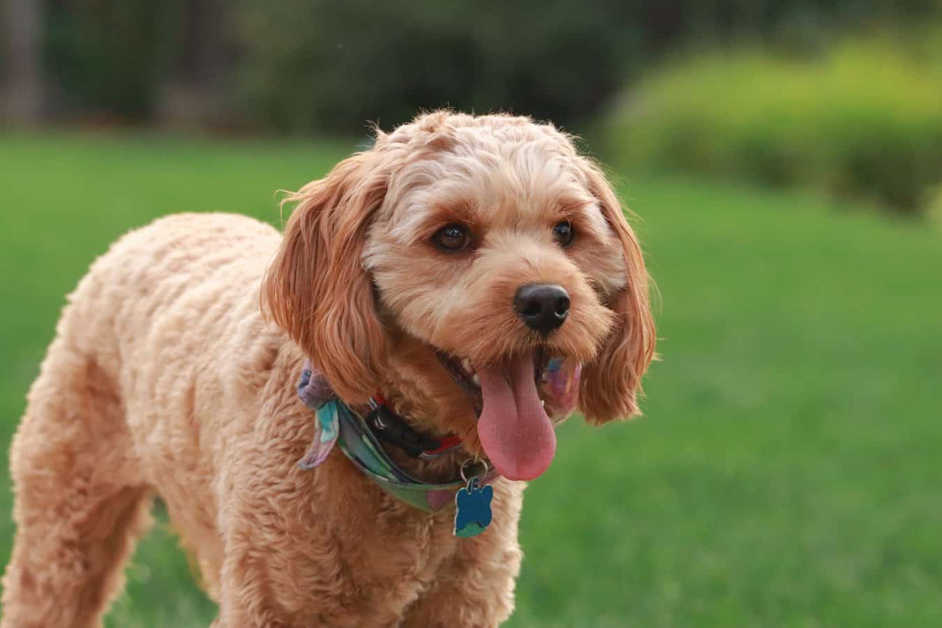 Checking Goldendoodle coat with a comb for mats and tangles